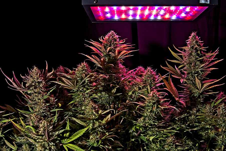 LED-image-site