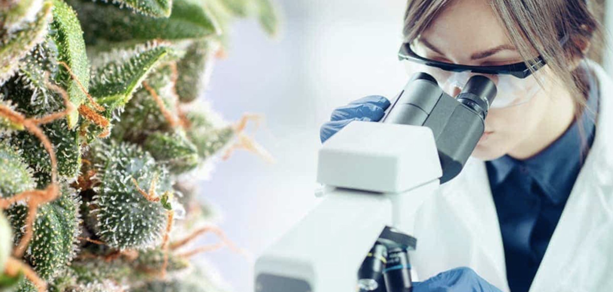 Cannabis Tissue Analysis